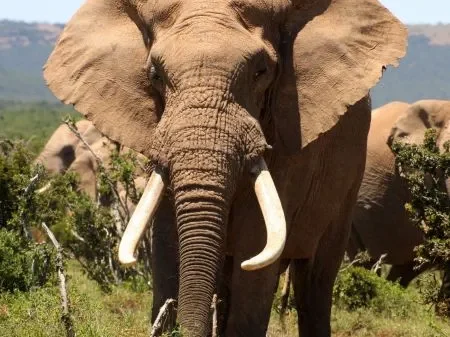 elephant