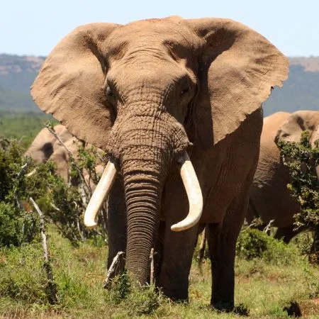 elephant