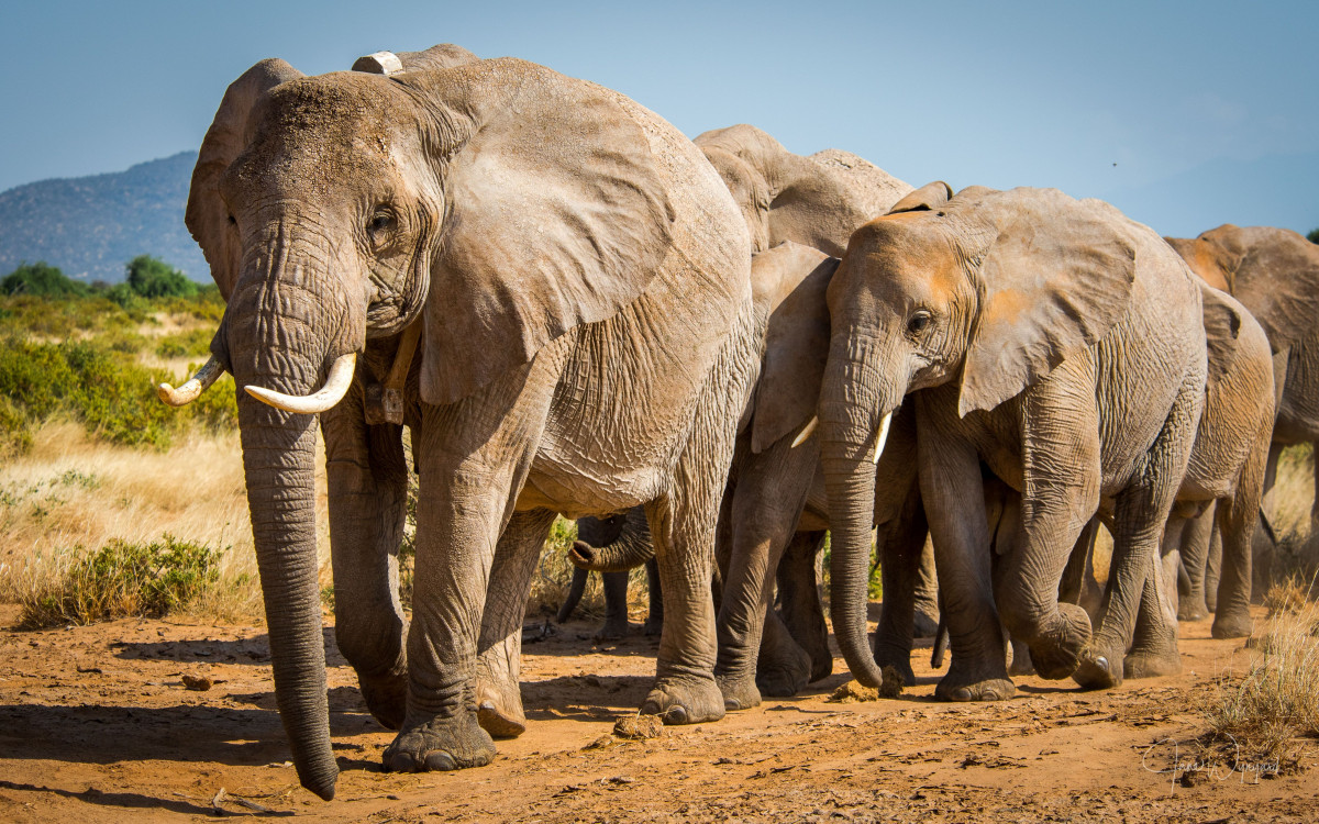 elephants